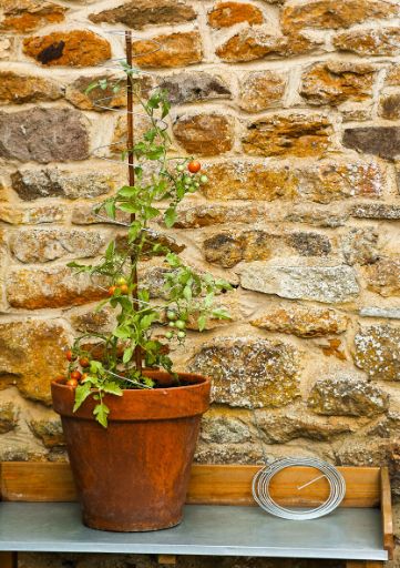Potted plant with tomatoes against a stone wall