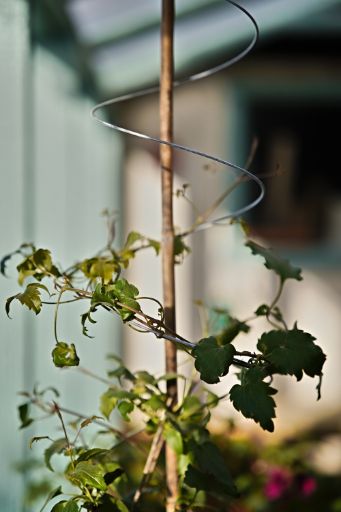 Clematis growing up a Spiraclimb plant support inside a greenhouse