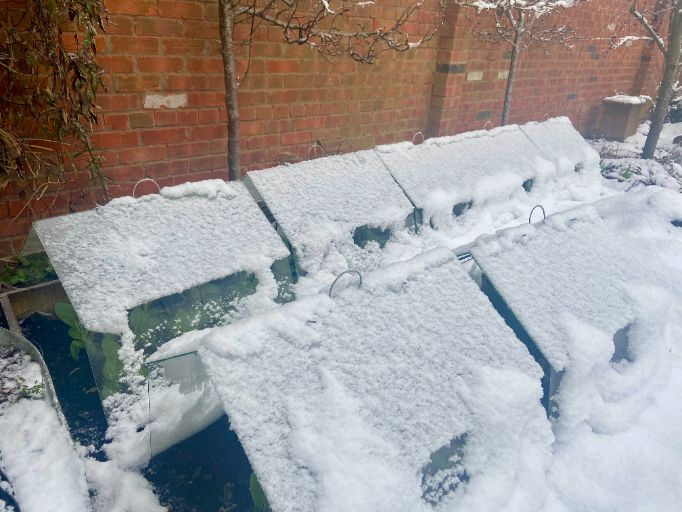 Traditional glass cloches protection a crop of winter salad from heavy snow in the UK