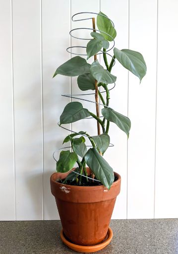 Spiraclimb with house plant growing 