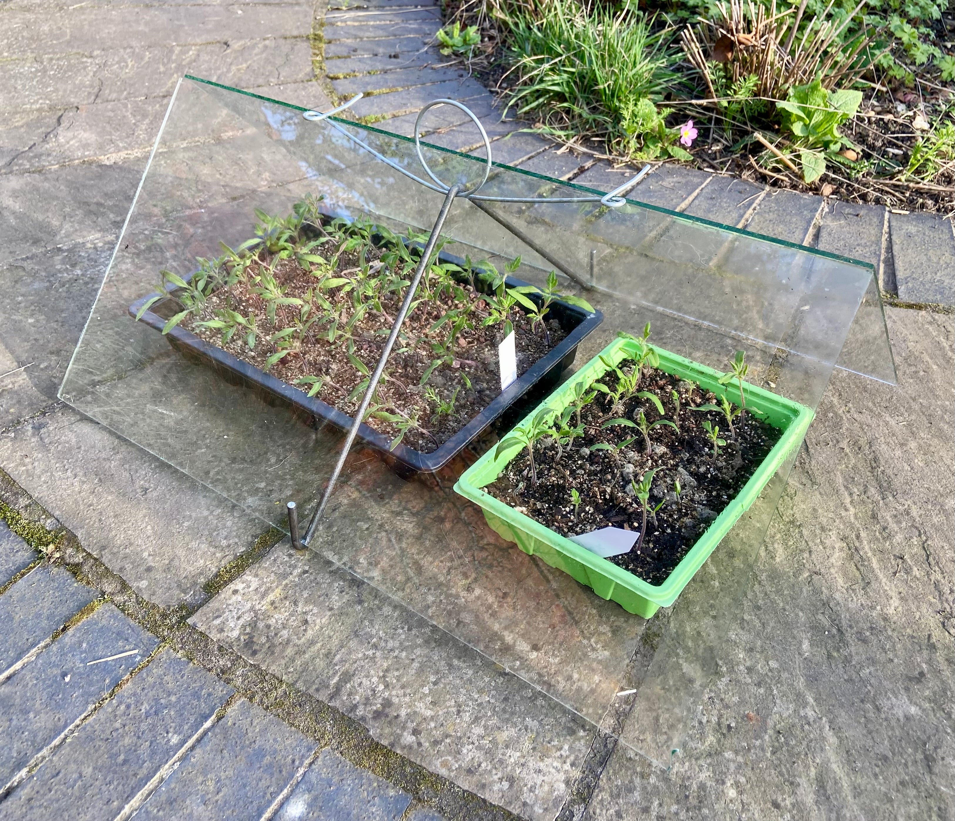 Small seedbed glass cloche showing the metal "A" frame and carrying handle