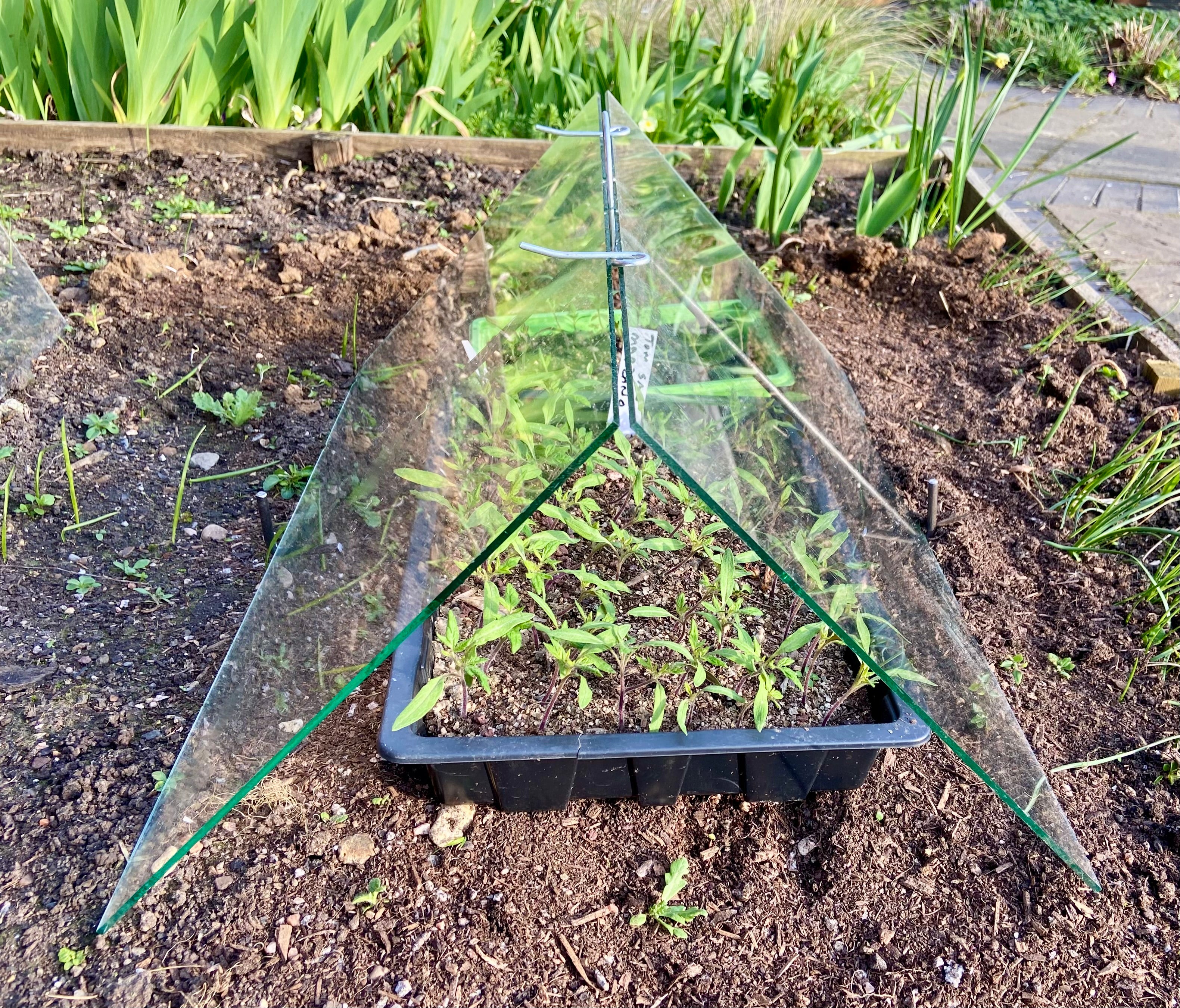Small seedbed  glass cloche protecting tomato seedlings