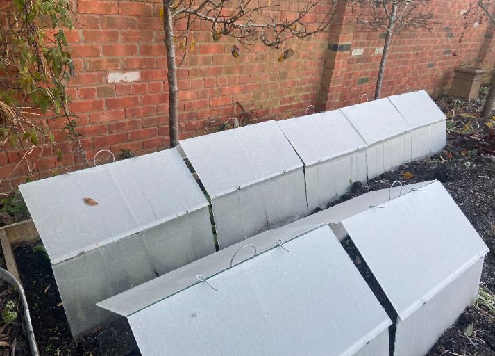 Traditional glass horticultural cloches offer protection to crops from a hard frost