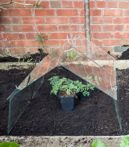 A traditional glass low barn cloche on a veg plot