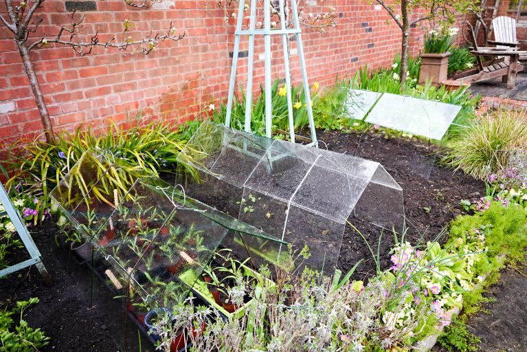 Glass cloches protecting young plants