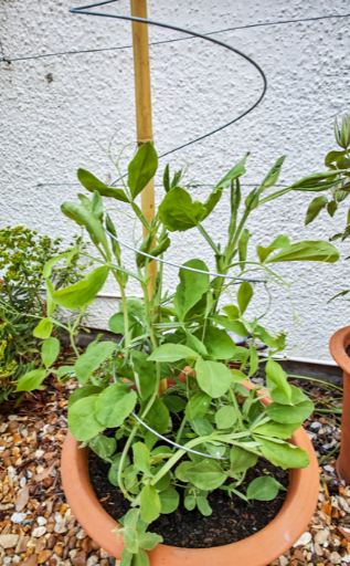 Sweet Peas being supported by a Spiraclimb plant support