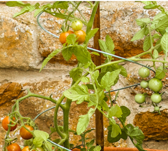 Tomato plants with green and red tomatoes growing against a stone wall and a Spiraclimb plant support holding the tomato fruits