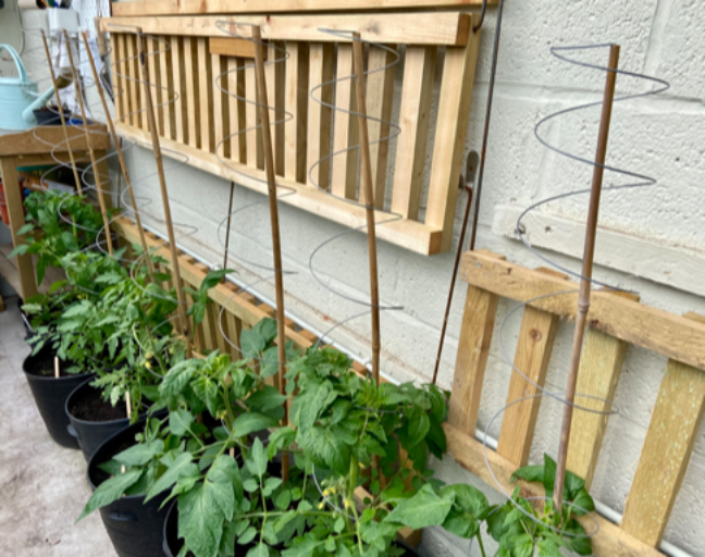 A row of pot grown tomatoes using Spiraclimb plant supports