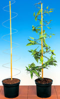 Two potted plants with yellow stakes against a blue sky