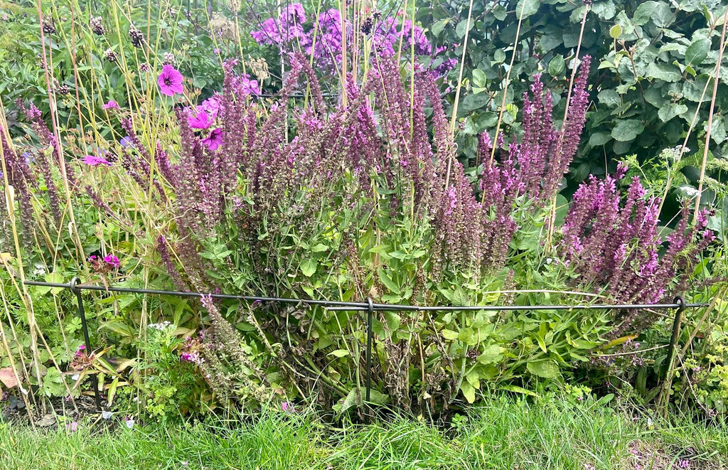 Garden Border Plant Supports