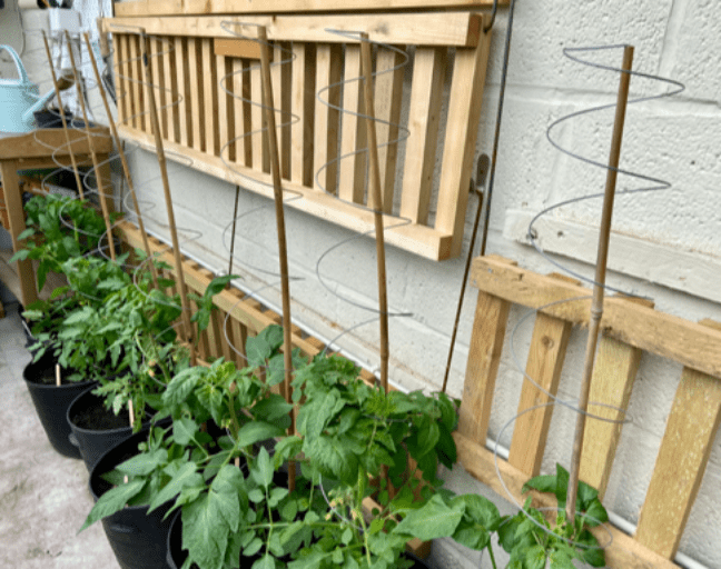 Spiraclimb Plant Support. Expanding Metal Spiral. - Plant Supports & Garden Cloches