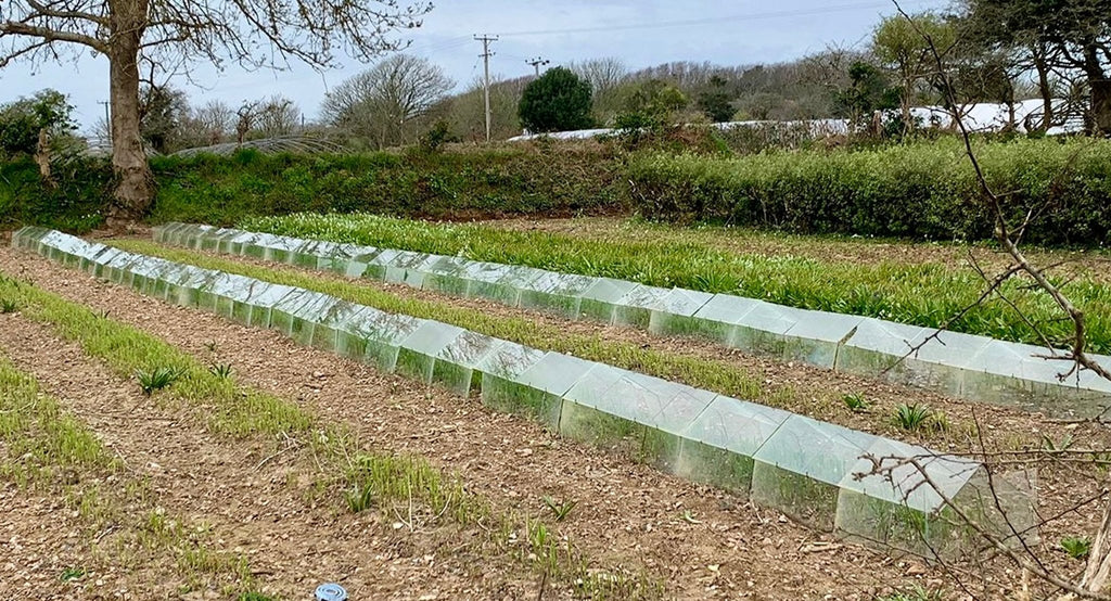 Traditional Cloche Frame Kit - Low Barn - with Easy Assembly Support Post. Glass Excluded. - Plant Supports & Garden Cloches