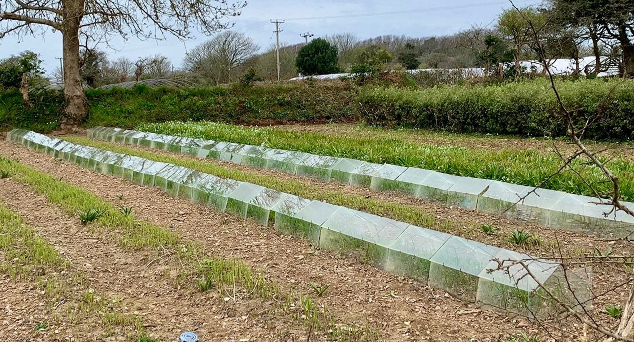 Traditional Cloche Frame Kit - Low Barn - with Easy Assembly Support Post. Glass Excluded. - Plant Supports & Garden Cloches